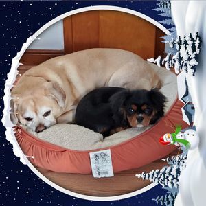 Meet your Posher, Evelyn